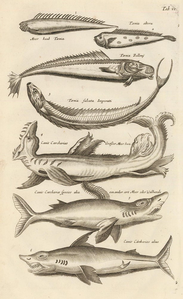 Item nr. 163021 Tab. VI. Sharks and other fish. Historia Naturalis, de Exanguibus Aquaticis. Johann Jonston.