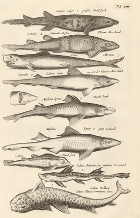 Item nr. 163022 Tab. VIII. Catsharks and Dogfish. Historia Naturalis, de Exanguibus Aquaticis....