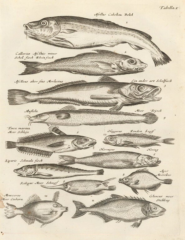 Item nr. 163024 Tab. X. Clupeid fish, or herrings, shads, and sardines. Historia Naturalis, de Exanguibus Aquaticis. Johann Jonston.