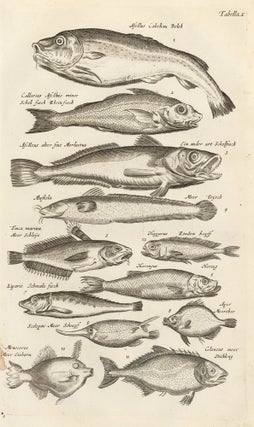Item nr. 163024 Tab. X. Clupeid fish, or herrings, shads, and sardines. Historia Naturalis, de...
