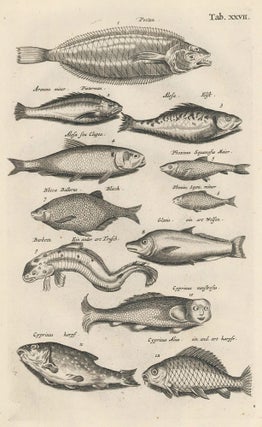Item nr. 163026 Tab. XXVII. Carp or Minnow family. Historia Naturalis, de Exanguibus Aquaticis....