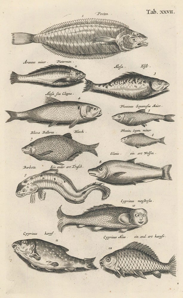 Item nr. 163026 Tab. XXVII. Carp or Minnow family. Historia Naturalis, de Exanguibus Aquaticis. Johann Jonston.