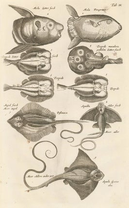 Item nr. 163028 Tab. IX. Sunfish, Electric Rays. Historia Naturalis, de Exanguibus Aquaticis....