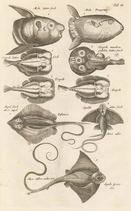 Item nr. 163028 Tab. IX. Sunfish, Electric Rays. Historia Naturalis, de Exanguibus Aquaticis....