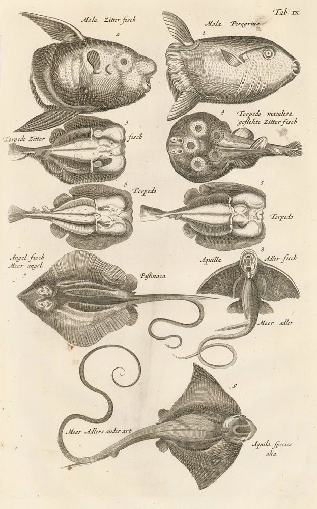 Item nr. 163028 Tab. IX. Sunfish, Electric Rays. Historia Naturalis, de Exanguibus Aquaticis. Johann Jonston.
