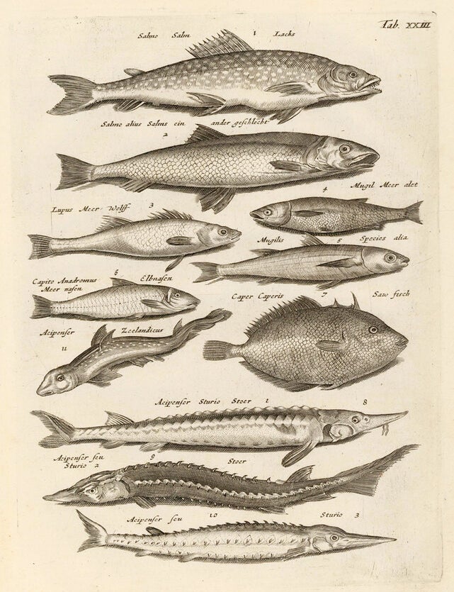 Item nr. 163031 Tab. XXIII. Sturgeon and Salmonid fish. Historia Naturalis, de Exanguibus Aquaticis. Johann Jonston.