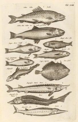 Item nr. 163031 Tab. XXIII. Sturgeon and Salmonid fish. Historia Naturalis, de Exanguibus...
