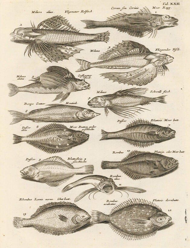 Item nr. 163032 Tab. XXII. Rockfish and flatfish. Historia Naturalis, de Exanguibus Aquaticis. Johann Jonston.