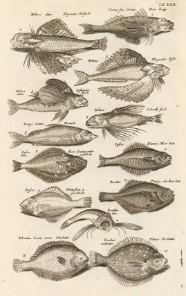 Item nr. 163032 Tab. XXII. Rockfish and flatfish. Historia Naturalis, de Exanguibus Aquaticis....