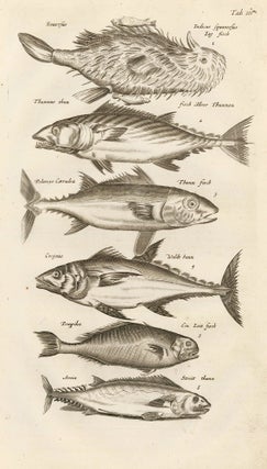Item nr. 163033 Tab. III. Tunas. Historia Naturalis, de Exanguibus Aquaticis. Johann Jonston