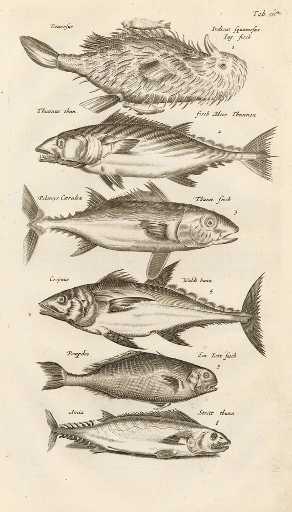 Item nr. 163033 Tab. III. Tunas. Historia Naturalis, de Exanguibus Aquaticis. Johann Jonston.