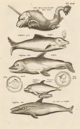 Item nr. 163037 Tab. XLIII. Dolphins. Historia Naturalis, de Exanguibus Aquaticis. Johann Jonston