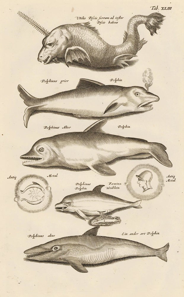 Item nr. 163037 Tab. XLIII. Dolphins. Historia Naturalis, de Exanguibus Aquaticis. Johann Jonston.
