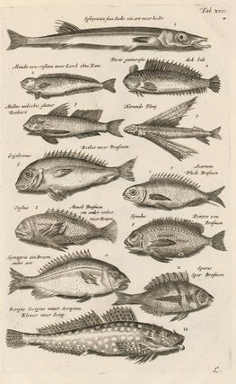 Item nr. 163038 Tab. XVIII. Sparidae family, or sea breams and porgies. Historia Naturalis, de...