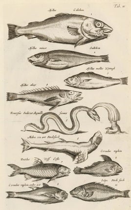 Item nr. 163039 Tab. II. Pufferfish, suckerfish. Historia Naturalis, de Exanguibus Aquaticis....