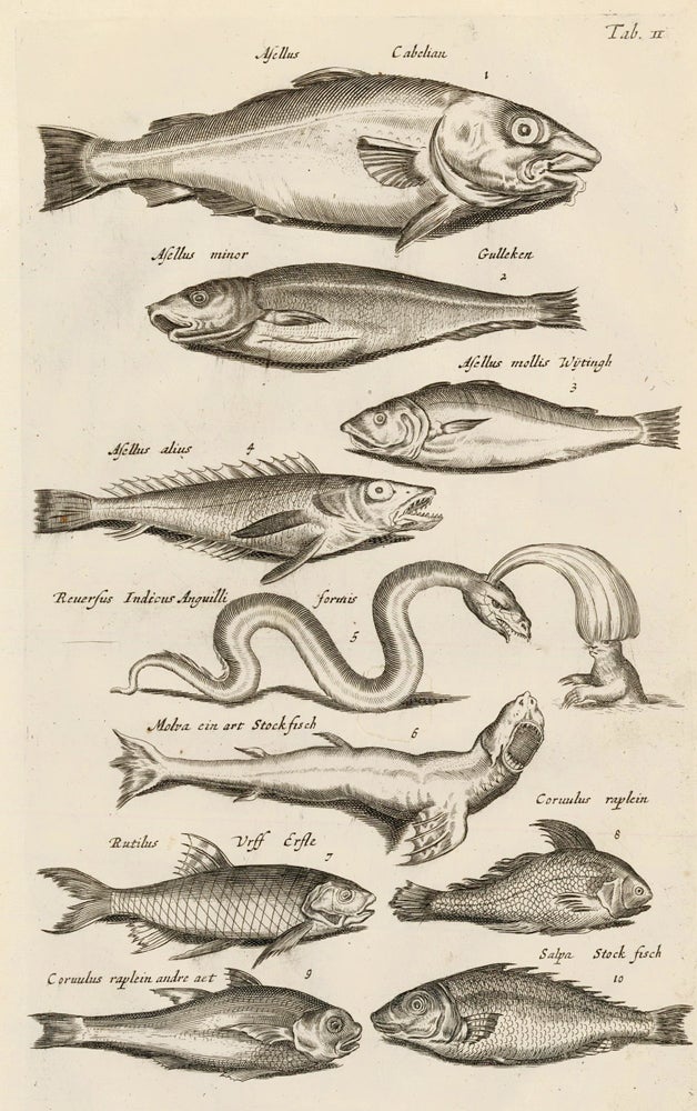 Item nr. 163039 Tab. II. Pufferfish, suckerfish. Historia Naturalis, de Exanguibus Aquaticis. Johann Jonston.
