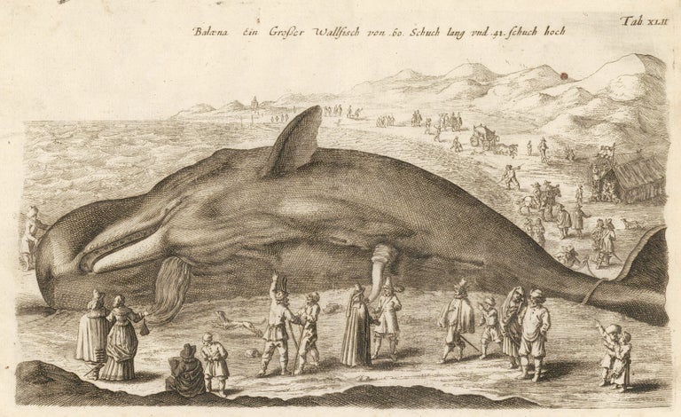 Item nr. 163040 Tab. XLII. Great Whale (60 shuch long and 41 shuch high). Historia Naturalis, de Exanguibus Aquaticis. Johann Jonston.