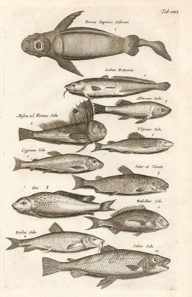 Item nr. 163041 Tab. XXXI. Carp, Salmon. Historia Naturalis, de Exanguibus Aquaticis. Johann Jonston.