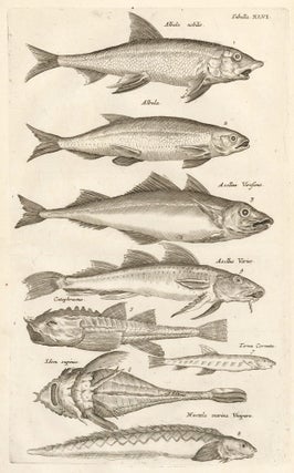 Item nr. 163043 Tab. XLVI. Bonefish. Historia Naturalis, de Exanguibus Aquaticis. Johann Jonston