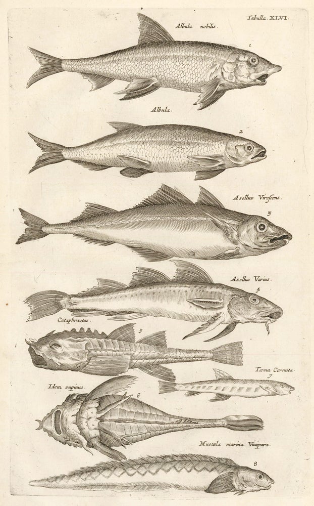 Item nr. 163043 Tab. XLVI. Bonefish. Historia Naturalis, de Exanguibus Aquaticis. Johann Jonston.