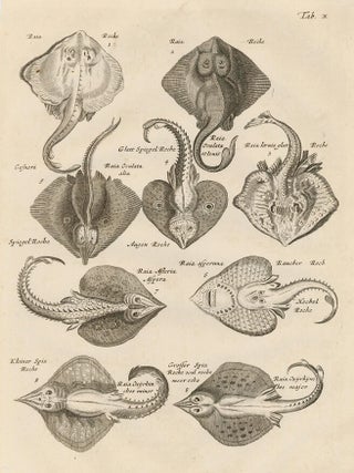 Item nr. 163045 Tab. X. Skates. Historia Naturalis, de Exanguibus Aquaticis. Johann Jonston