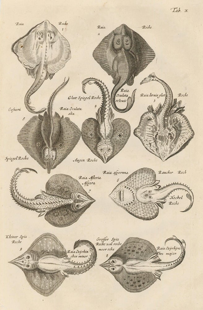 Item nr. 163045 Tab. X. Skates. Historia Naturalis, de Exanguibus Aquaticis. Johann Jonston.