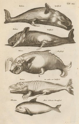 Item nr. 163046 Tab. XLI. Whales. Historia Naturalis, de Exanguibus Aquaticis. Johann Jonston