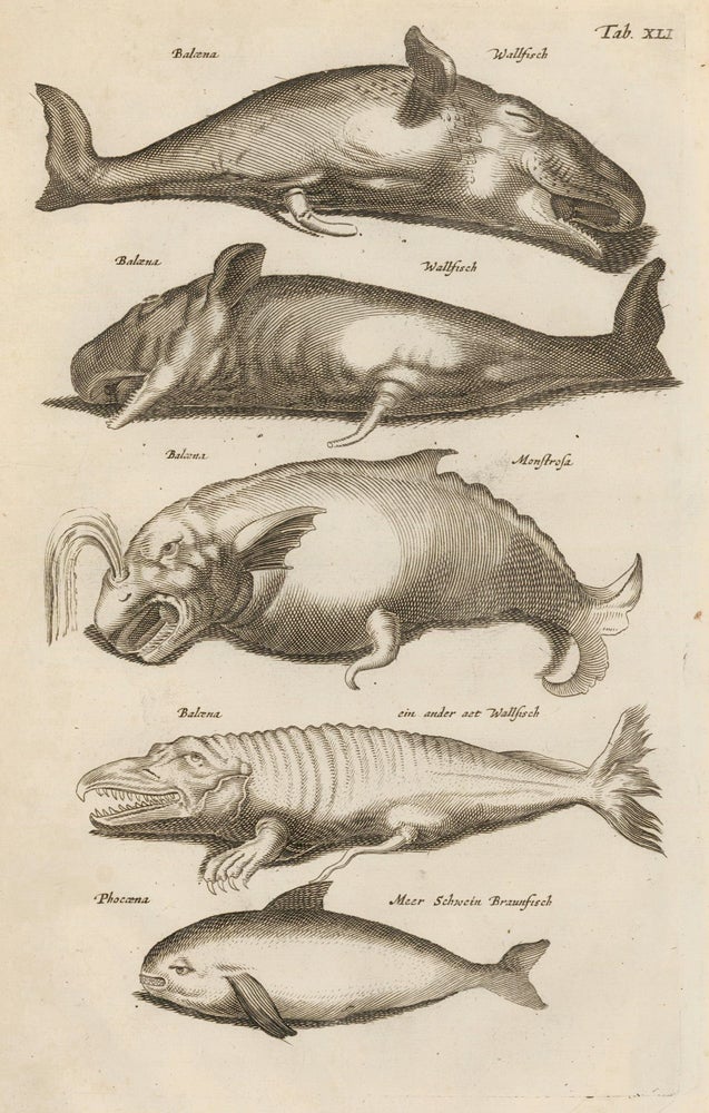 Item nr. 163046 Tab. XLI. Whales. Historia Naturalis, de Exanguibus Aquaticis. Johann Jonston.