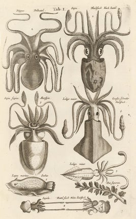 Item nr. 163047 Tab. I. Octopus, squid. Historia Naturalis, de Exanguibus Aquaticis. Johann Jonston