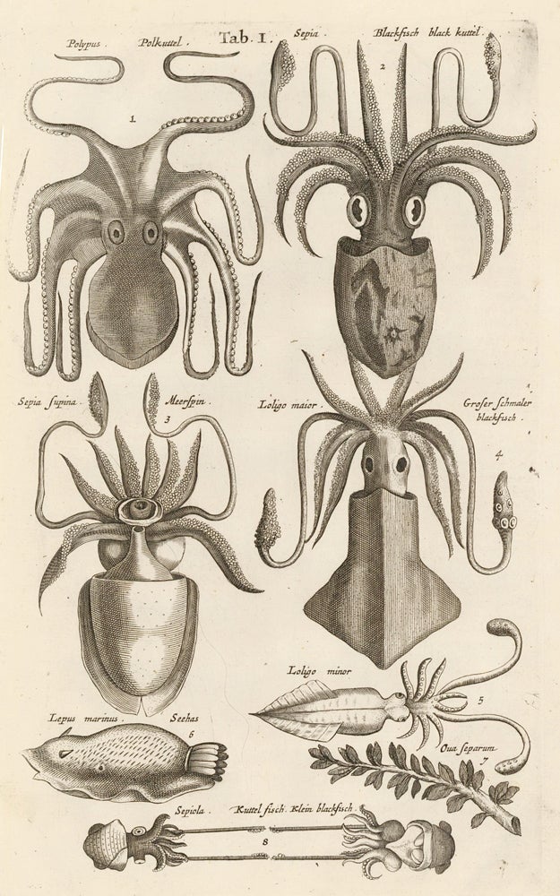Item nr. 163047 Tab. I. Octopus, squid. Historia Naturalis, de Exanguibus Aquaticis. Johann Jonston.