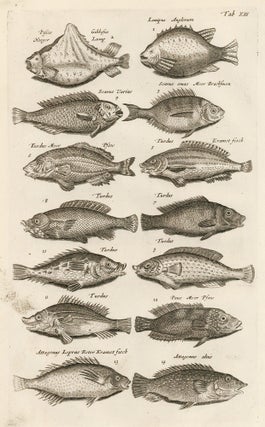 Item nr. 163048 Tab. XIII. Hogfish. Historia Naturalis, de Exanguibus Aquaticis. Johann Jonston