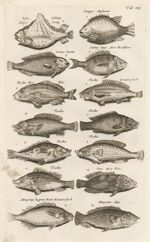 Item nr. 163048 Tab. XIII. Hogfish. Historia Naturalis, de Exanguibus Aquaticis. Johann Jonston.