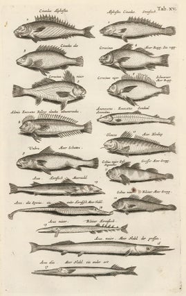 Item nr. 163049 Tab. XV. Gobies, catfish, minnows. Historia Naturalis, de Exanguibus Aquaticis....