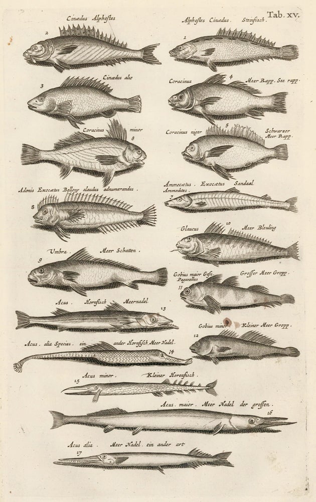 Item nr. 163049 Tab. XV. Gobies, catfish, minnows. Historia Naturalis, de Exanguibus Aquaticis. Johann Jonston.