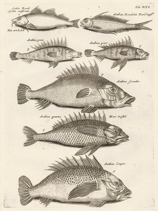 Item nr. 163050 Tab. XVI. Anthiinae fish. Historia Naturalis, de Exanguibus Aquaticis. Johann...