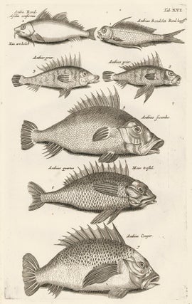 Item nr. 163050 Tab. XVI. Anthiinae fish. Historia Naturalis, de Exanguibus Aquaticis. Johann...