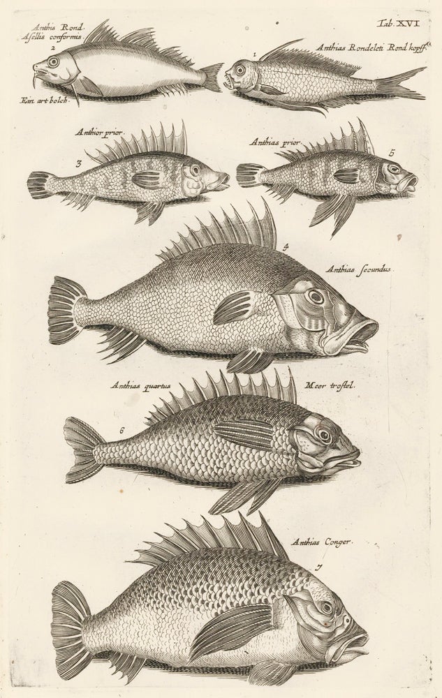 Item nr. 163050 Tab. XVI. Anthiinae fish. Historia Naturalis, de Exanguibus Aquaticis. Johann Jonston.
