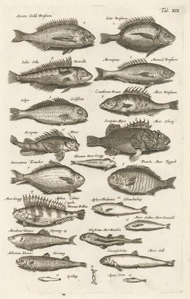 Item nr. 163051 Tab. XIX. Rockfish. Historia Naturalis, de Exanguibus Aquaticis. Johann Jonston