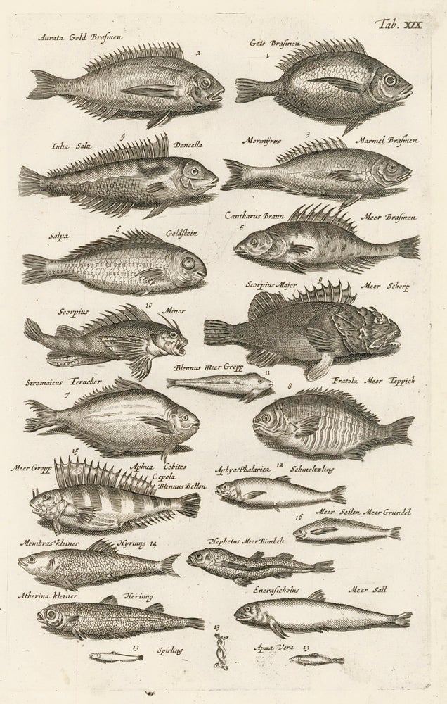 Item nr. 163051 Tab. XIX. Rockfish. Historia Naturalis, de Exanguibus Aquaticis. Johann Jonston.