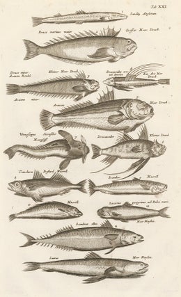 Item nr. 163052 Tab. XXI. Bonefish. Historia Naturalis, de Exanguibus Aquaticis. Johann Jonston