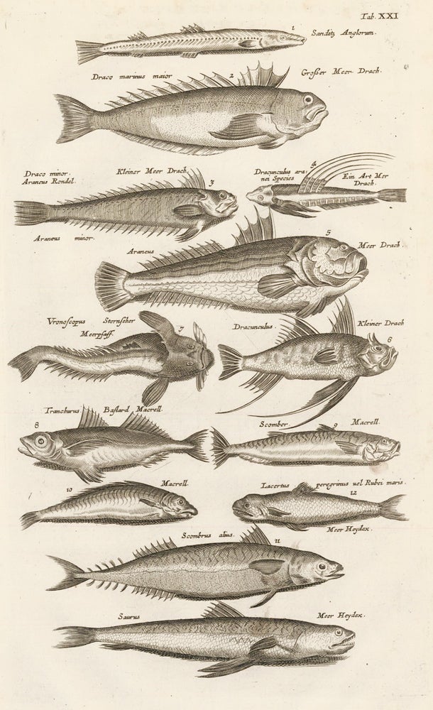 Item nr. 163052 Tab. XXI. Bonefish. Historia Naturalis, de Exanguibus Aquaticis. Johann Jonston.
