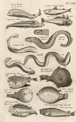 Item nr. 163053 Tab. XXIIII. Eels and pufferfish. Historia Naturalis, de Exanguibus Aquaticis....