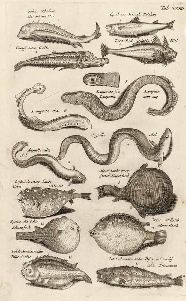 Item nr. 163053 Tab. XXIIII. Eels and pufferfish. Historia Naturalis, de Exanguibus Aquaticis. Johann Jonston.
