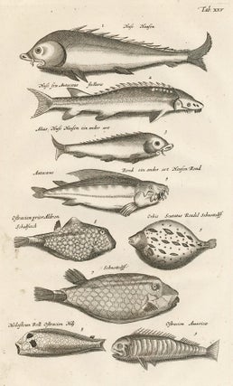 Item nr. 163054 Tab. XXV. Ray-finned fish. Historia Naturalis, de Exanguibus Aquaticis. Johann...