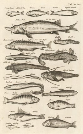 Item nr. 163055 Tab. XXVIII. Rockling fish. Historia Naturalis, de Exanguibus Aquaticis. Johann...