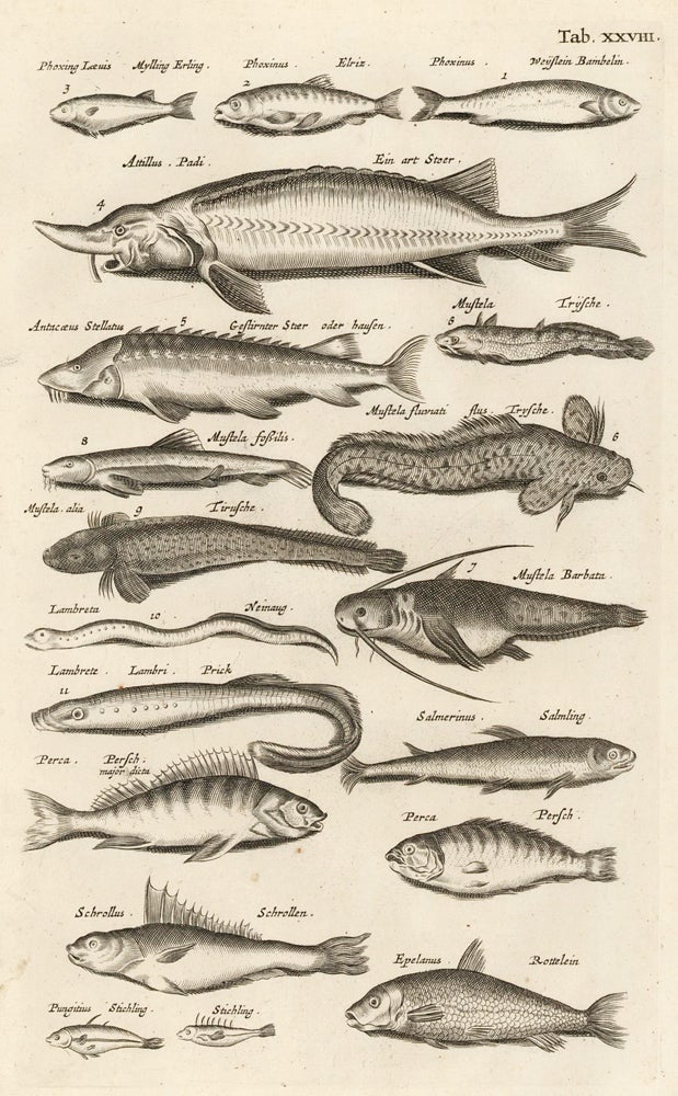 Item nr. 163055 Tab. XXVIII. Rockling fish. Historia Naturalis, de Exanguibus Aquaticis. Johann Jonston.