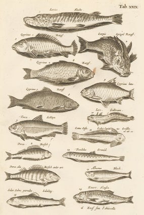 Item nr. 163056 Tab. XXIX. Bottom feeders. Historia Naturalis, de Exanguibus Aquaticis. Johann...