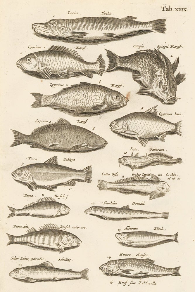 Item nr. 163056 Tab. XXIX. Bottom feeders. Historia Naturalis, de Exanguibus Aquaticis. Johann Jonston.