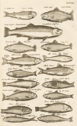 Item nr. 163057 Tab. XXX. Trout, carp. Historia Naturalis, de Exanguibus Aquaticis. Johann Jonston
