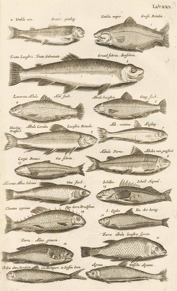 Item nr. 163057 Tab. XXX. Trout, carp. Historia Naturalis, de Exanguibus Aquaticis. Johann Jonston.